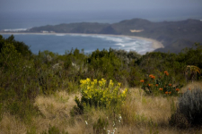 Alkira Lodge - Zuid-Afrika - Knysna - 12